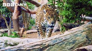 The 'Warriors' Fighting to Defend The Amazon | Guardians | BBC Earth