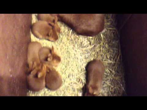 comment demarrer elevage chien
