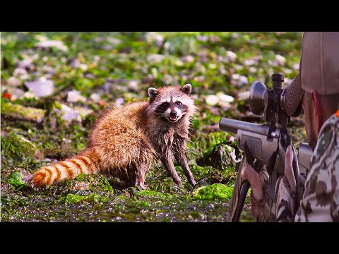 , title : 'Raccoon hunting: the joy of hunting the greedy thief'