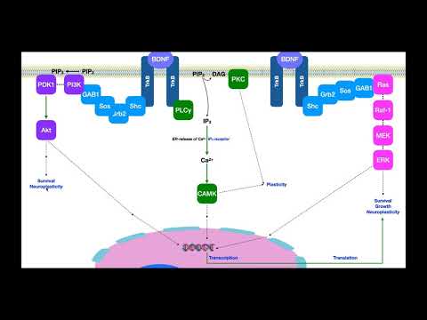Brain-Derived Neurotrophic Factor (BDNF) | Signaling & Mechanism