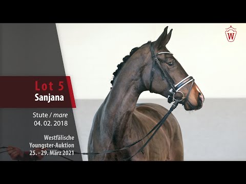 Westf. Youngster-Auktion 25. - 29. März 2021 Lot 5 Sanjana Stute v. Sensation - Belissimo M