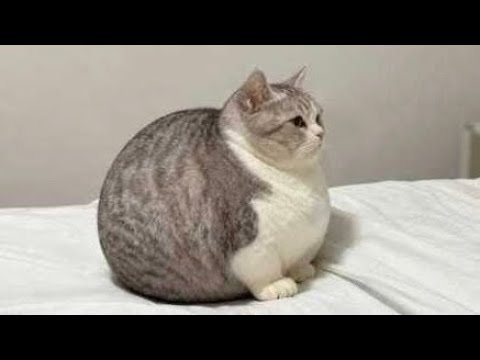 When Your Cat Is a Born Comedian 😂😹 Funniest Cats Video 2026