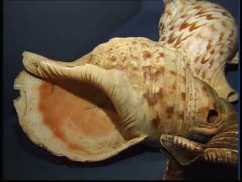 Boudewijn Büch in Tropenmuseum, 1998 TGV 100-jaar antropologie