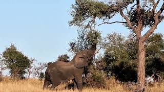 WILD African Elephant ENJOYING Tasty Tree Snack!🐘🌲💯🤗