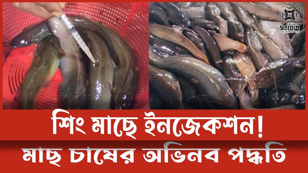 হ্যাচারীতে উৎপাদন হচ্ছে শিং মাছের পোনা