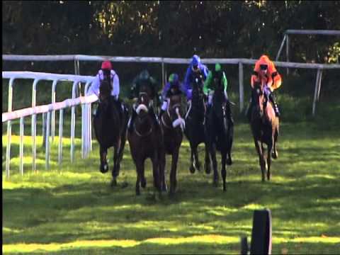 Galopprennbahn Dresden - 24.10.2015 - 2.Rennen