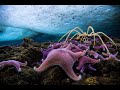 Audience Award 2021 Antarctica 3D Fredi Devas