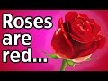 ROSES ARE RED... (YIAY #10) 