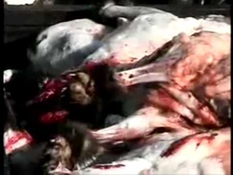 raccoon skinned alive  (China)