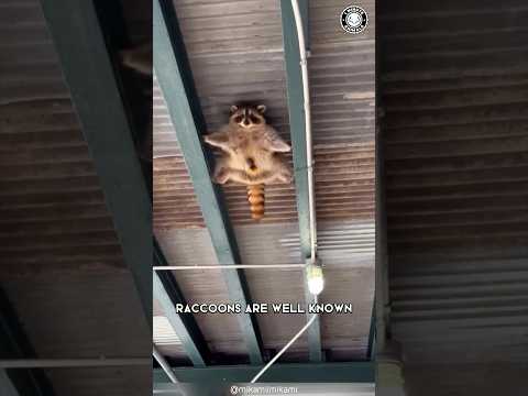 Raccoons đ€Ż The Reason They Wash Food!