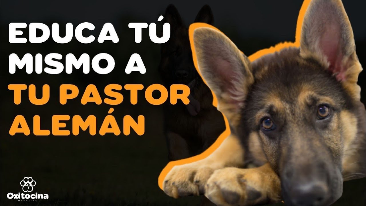 8 CONSEJOS PARA EDUCAR A TU PASTOR ALEMAN
