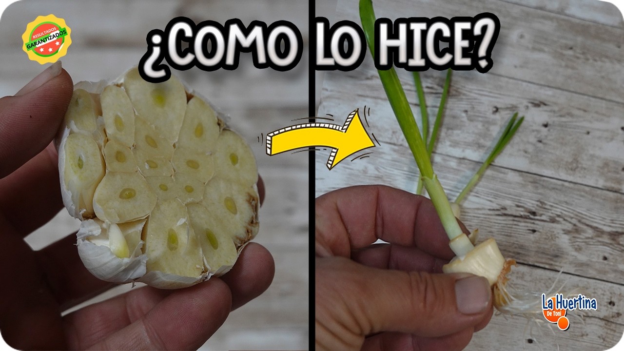Como Germinar Ajos CORTADOS en Casa ( Veras los resultados en pocos días ) || La Huertina De Toni