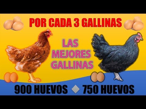 , title : 'Las 5 Mejores GALLINAS PONEDORAS más RENTABLES que EXISTEN'