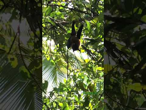 Fruit bat🦇-(mammal) fruit bat, any of numerous tropical bat species check description for more info