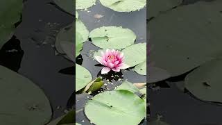 2022.06.19 加東市・平池公園 蓮の花はまだ少し早かったようです #shorts