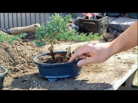 Basics of watering bonsai tree
