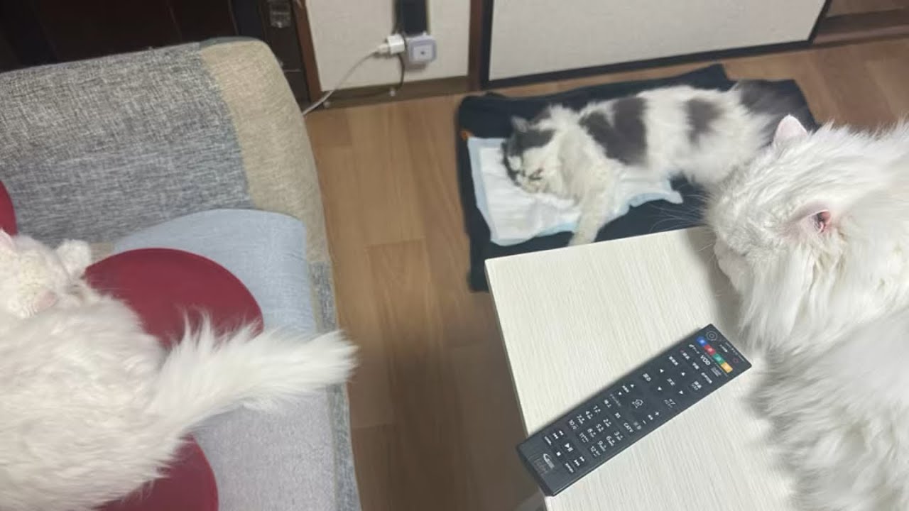 家族みんなで過ごす最後の日。もうすぐお別れです