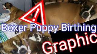 Live Boxer puppy birth! GRAPHIC!