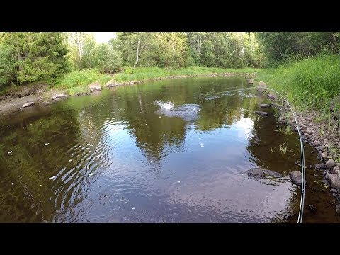 Tulossa perhokalastuksen opettelua Eumerin tosi iisi perhosetillä :)