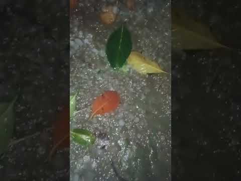 rate bistir hil guti dekhen koto bro #ms media