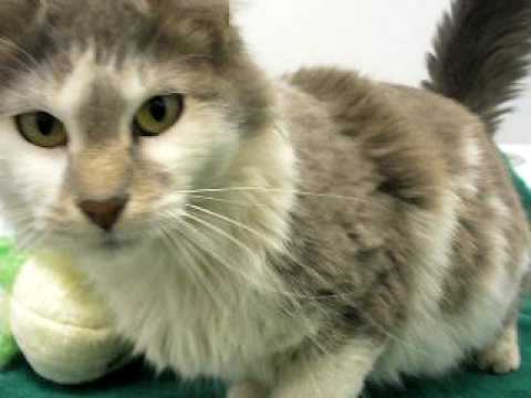 OFR Havana Blue & White Persian/Ragdoll Mixed Breed