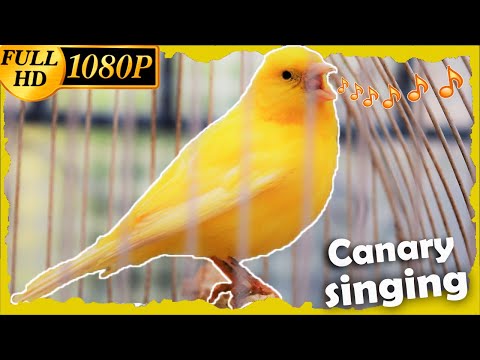 The young and Powerful Great TENOR : Canary training Song