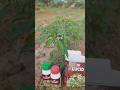 Lucid pesticides for mirchi crop