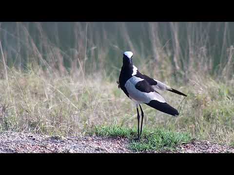 Djuma: Blacksmith Lapwing at the pan - 06:30 - 10/24/2022