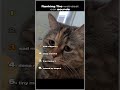Ranking The Weirdest Cat Meows Shorts Ranking Funny