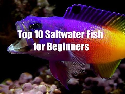 Fish Keeping for Beginners | seomarketingchoices