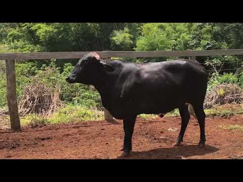 VACA GIROLANDO - SOFIA BOCAININHA - 4291-BW