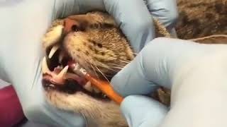 Fixing a Locked Jaw on Cat