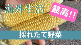 【ニュージーランド】ハッピー家庭菜園~収穫~