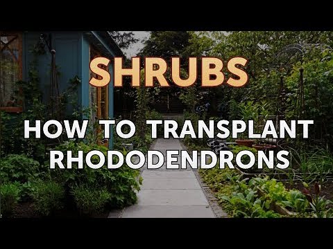 How to Prune a Bottlebrush Shrub