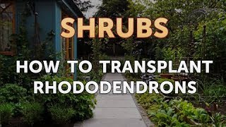 How to Transplant Rhododendrons