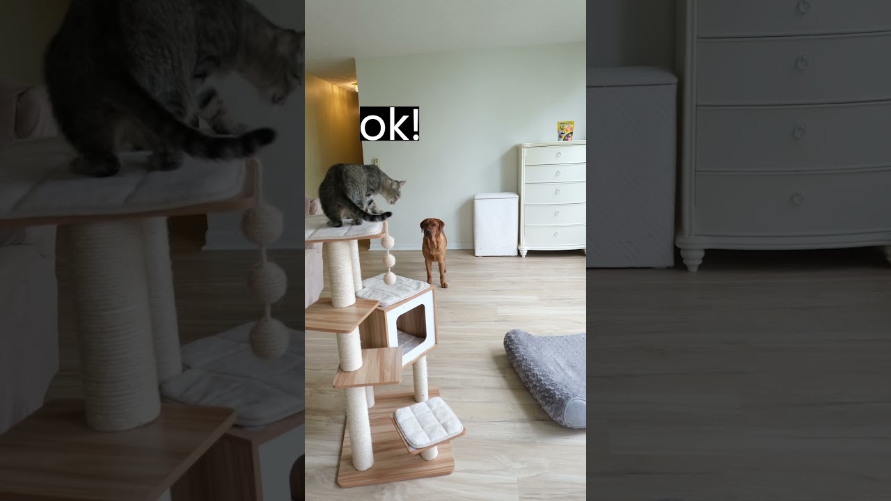 Dog and Cat Work Together to Get Treats (short version)