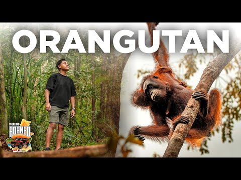 THERE ARE TENS OF THOUSANDS OF ORANGUTANS HERE: Tanjung Puting // #OverlandBorneo EP. 7