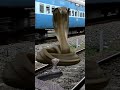 A Big Snake Try To Stop The Train