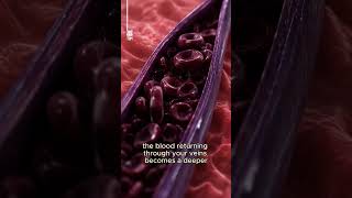 Why Do Veins Look Blue?