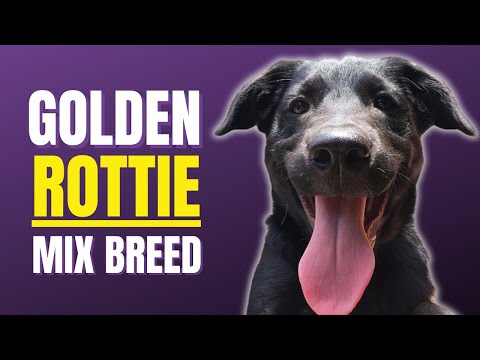 Golden Mix Rottweiler