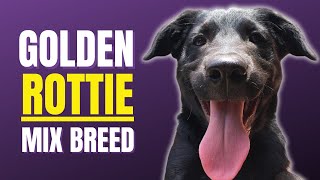 The Charming Golden Retriever Rottweiler Mix Breed!