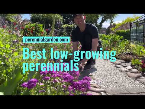 (My favorite) Low-Growing Perennials & Flowers for Garden Borders | Perennial Garden