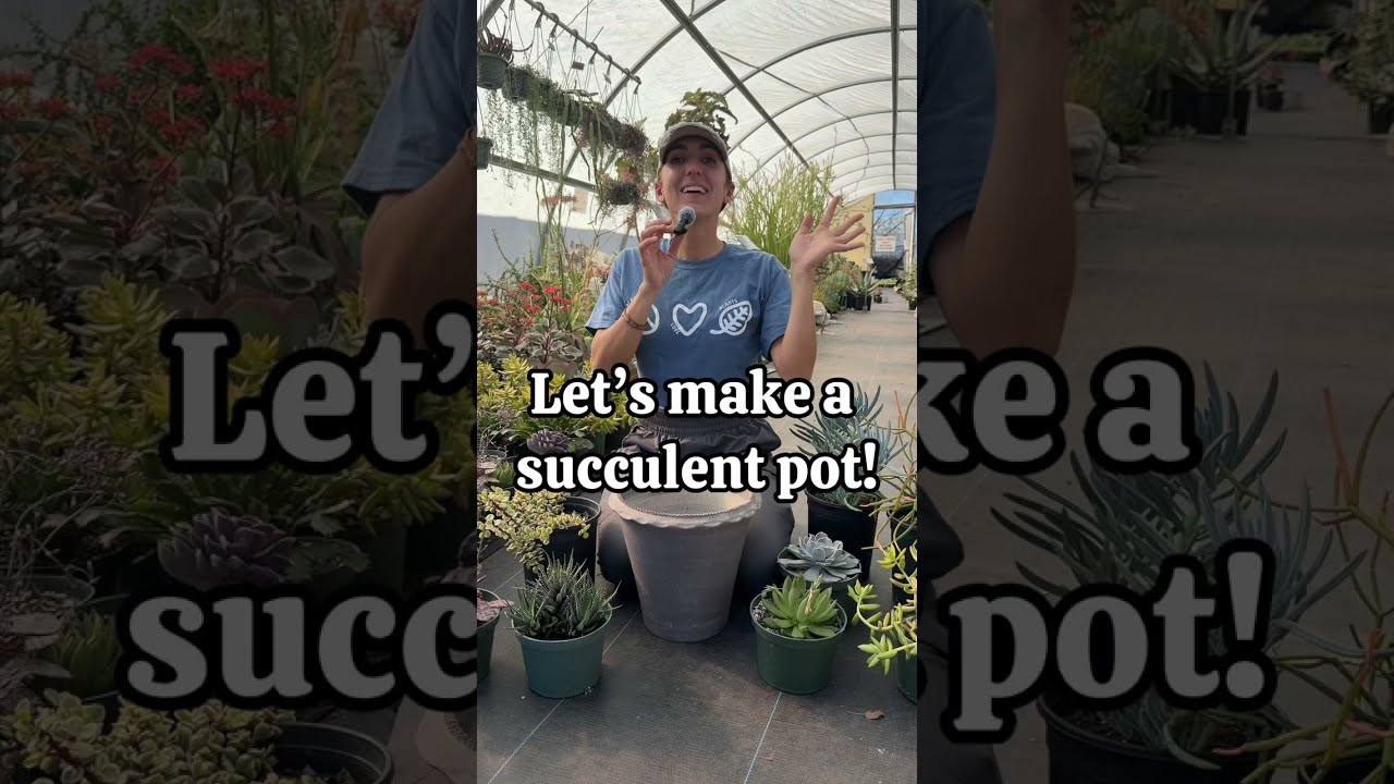 How to plant succulents in pots