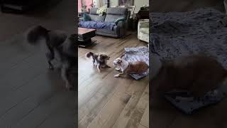 Video preview image #1 Mutt Puppy For Sale in San Diego, CA, USA