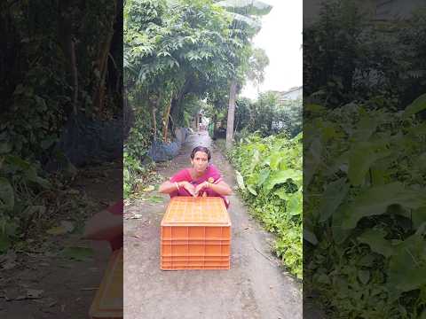 hare rama hare krishna viral 🚩🙏 joy mahakal 🔱🙏 jot Shree ram 🚩🔱 p-41 #shorts #bhajan #bhakti