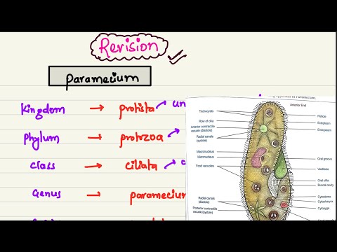 PARAMECIUM // REVISION // NEB / CEE