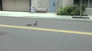 preview picture of video 'Family of Ducklings crosses street at Burien Town Square'