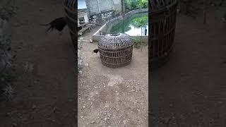 Download lagu Melatih nafas ayam laga mp3