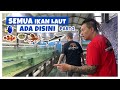 Artikel Ikan Hias Laut Kementrian