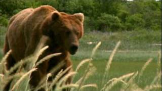 Grizzly Man - 2. "Invisible Line"